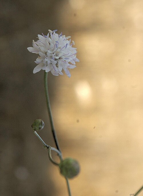 Cephalaria joppensis: Cephalaria joppensis שלמון יפואי