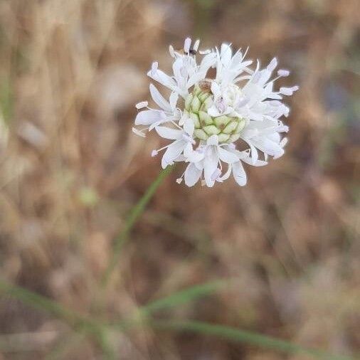 Cephalaria joppensis (Cephalaria joppensis)