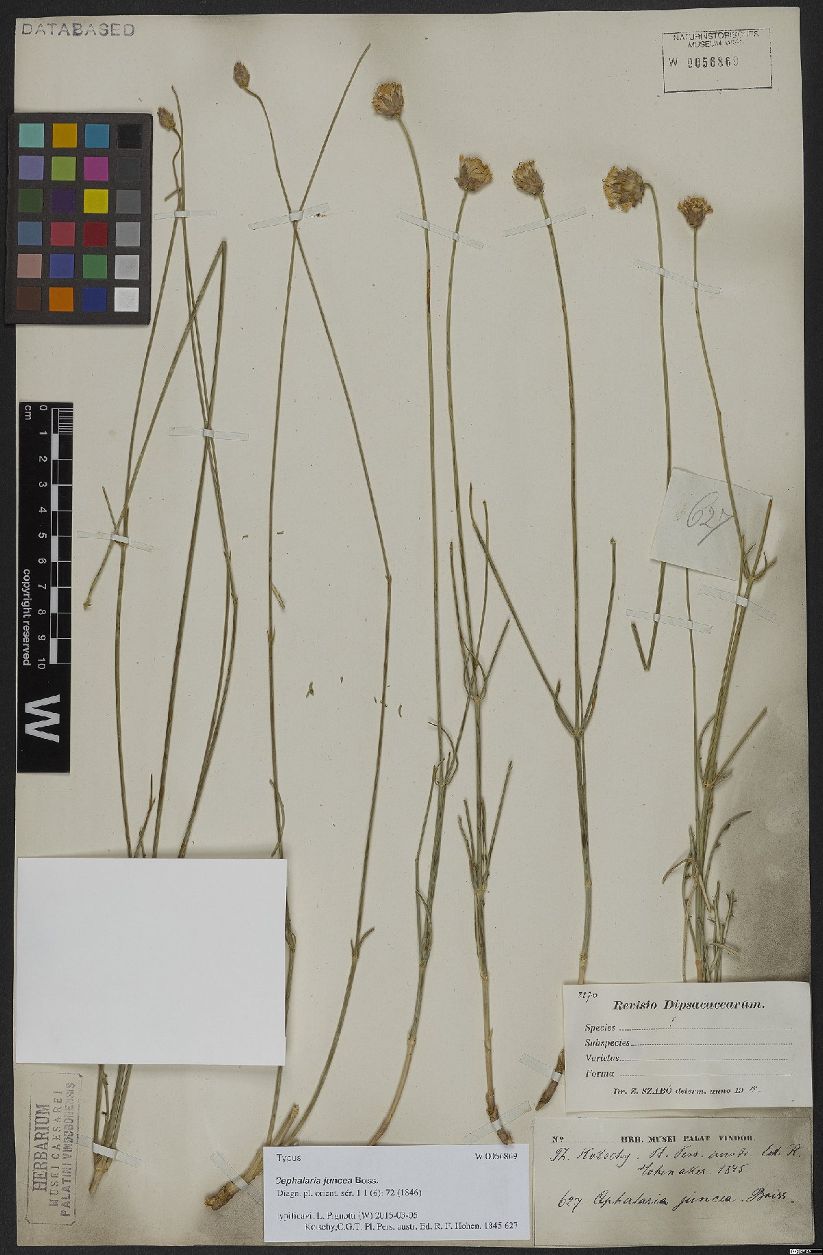 Cephalaria juncea: Cephalaria juncea — Herbarium specimen from Ad latera septentr. m. Kuh-Daena., Iran. Collected by Kotschy,C.G.T. Pl. Pers. austr. Ed. R. F. Hohen. 1845 627 (184