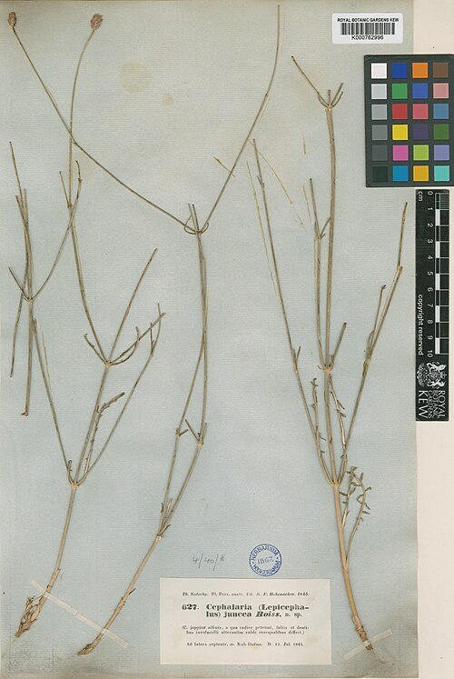 Cephalaria juncea: Cephalaria juncea — Herbarium specimen from Ad latera septentr. m. Kuh-Daena, Iran. Collected by Kotschy, T. (1842-07-13). Recorded in GBIF occurrence 912583987