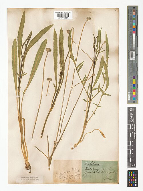 Cephalaria juncea: Cephalaria juncea — Herbarium specimen from [zu deu track. Inflor. gehörig; Kuch Bungi], Iran. Collected by Stapf. Recorded in GBIF occurrence 5004251828 .