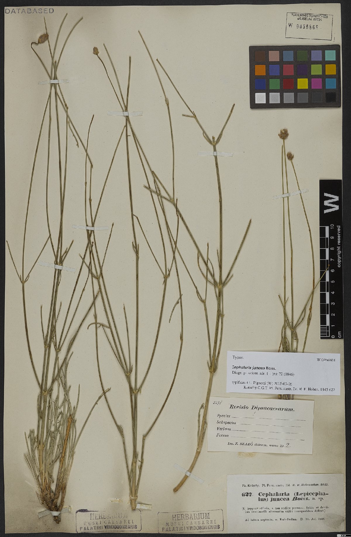 Cephalaria juncea: Cephalaria juncea — Herbarium specimen from Ad latera septentr. m. Kuh-Daena., Iran. Collected by Kotschy,C.G.T. Pl. Pers. austr. Ed. R. F. Hohen. 1845 627 (184
