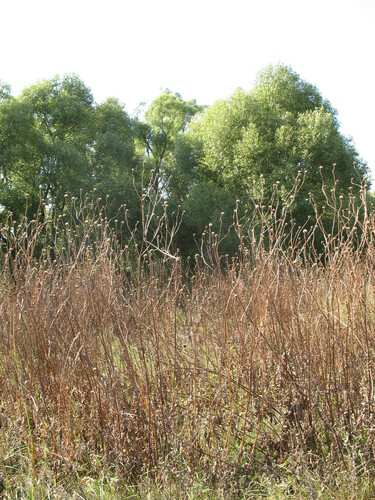 Cephalaria litvinovii (Cephalaria litvinovii)