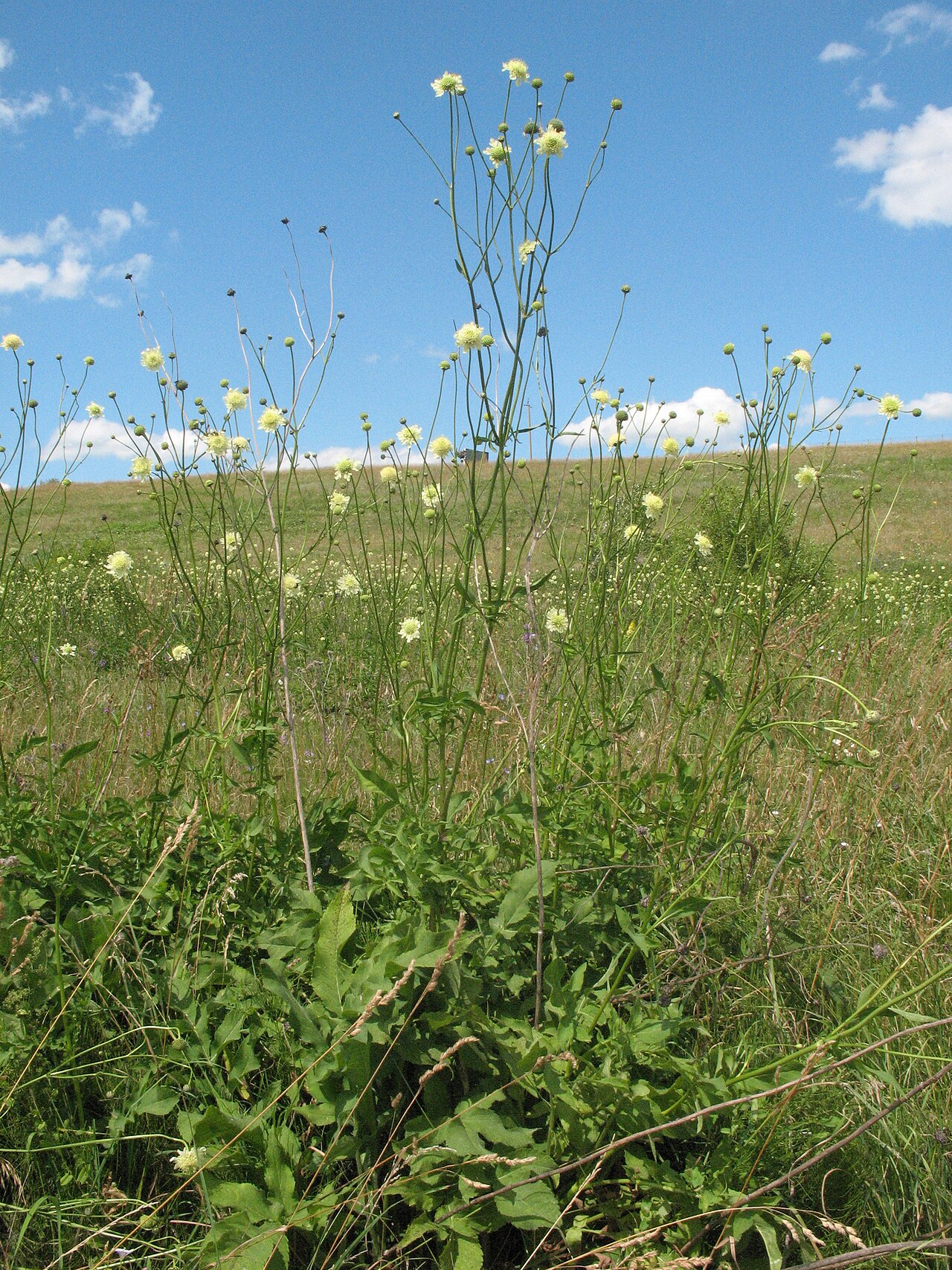 Cephalaria litvinovii: Cephalaria litvinovii
