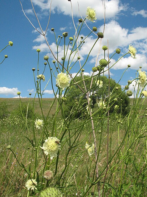Cephalaria litvinovii: Cephalaria litvinovii