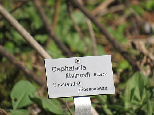Cephalaria litvinovii: Informationstafel Cephalaria litvinovii im Ökologisch-Botanischen Garten der Universität Bayreuth