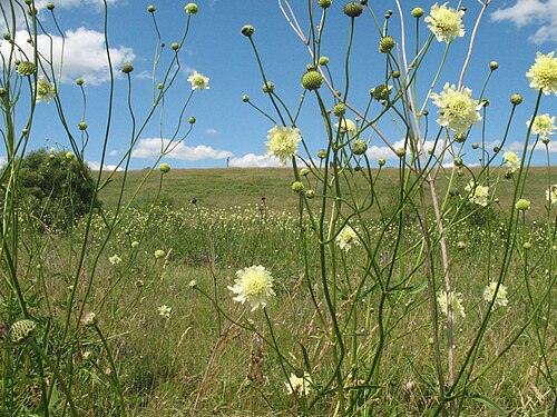 Cephalaria litvinovii: Cephalaria litvinovii