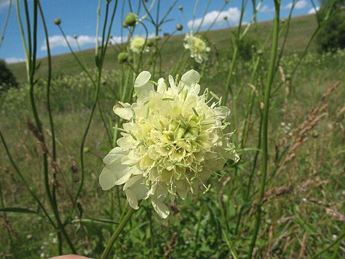 Cephalaria litvinovii: Cephalaria litvinovii