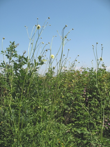 Cephalaria litvinovii (Cephalaria litvinovii)