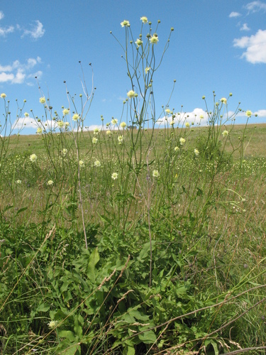 Cephalaria litvinovii (Cephalaria litvinovii)