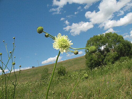 Cephalaria litvinovii: Cephalaria litvinovii