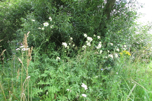 Cephalaria litvinovii (Cephalaria litvinovii)