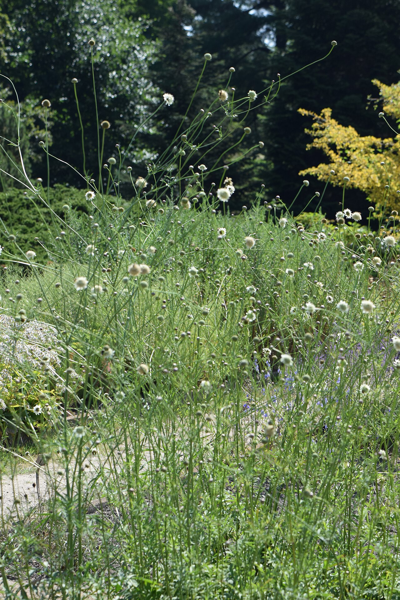 Cephalaria radiata: Cephalaria radiata in the Botanischer Garten, Berlin-Dahlem