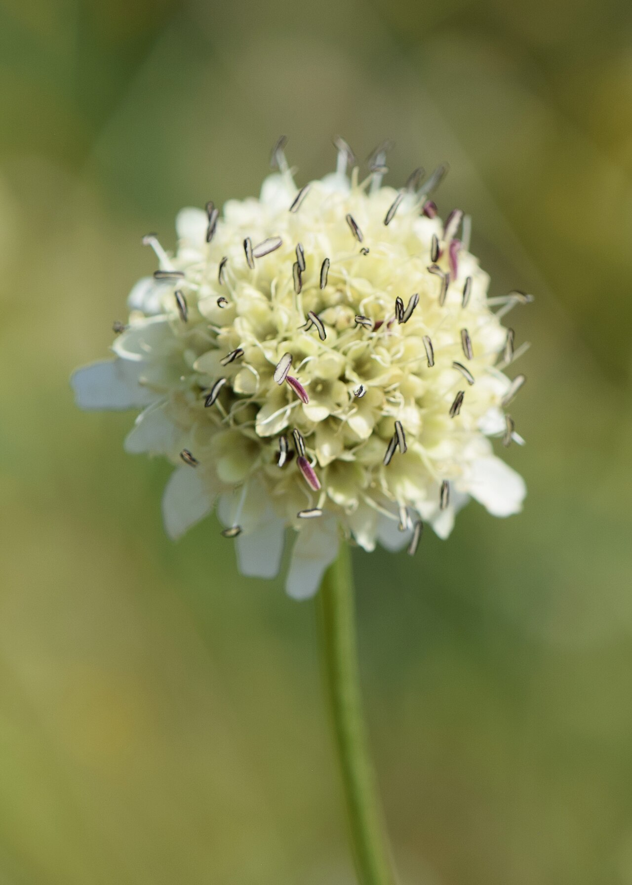 Cephalaria radiata: Cephalaria radiata in the Botanischer Garten, Berlin-Dahlem
