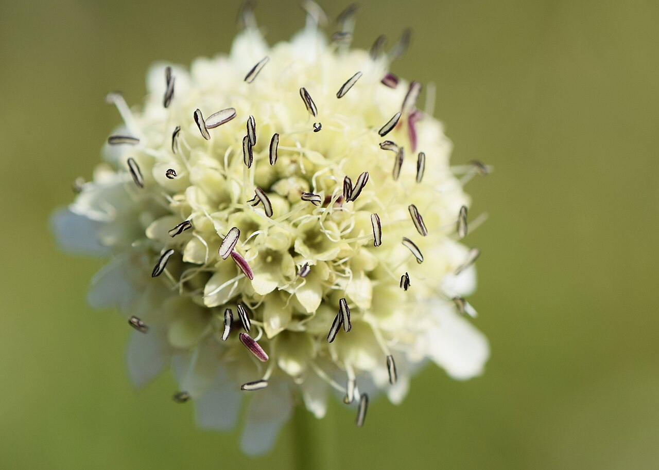 Cephalaria radiata: Cephalaria radiata in the Botanischer Garten, Berlin-Dahlem