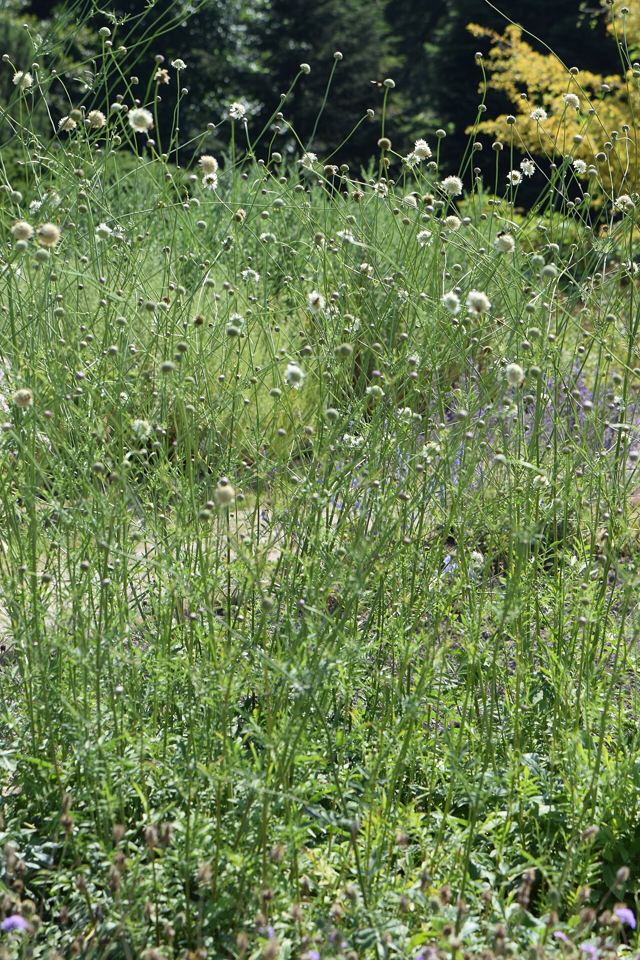 Cephalaria radiata: Cephalaria radiata in the Botanischer Garten, Berlin-Dahlem