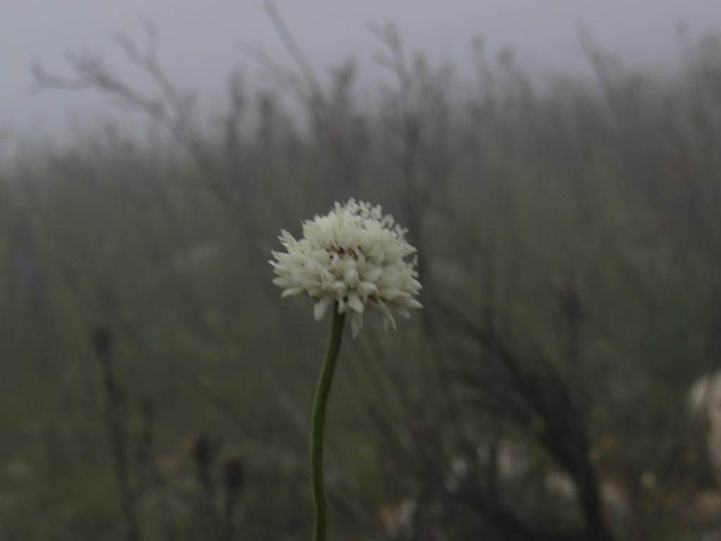 Cephalaria rigida (Cephalaria rigida)