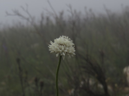 Cephalaria rigida (Cephalaria rigida)