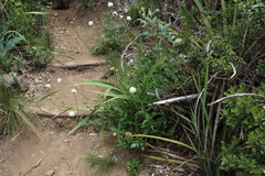Cephalaria rigida (Cephalaria rigida)