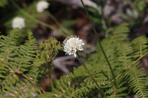 Cephalaria rigida (Cephalaria rigida)