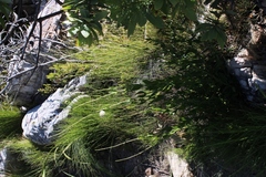 Cephalaria rigida (Cephalaria rigida)