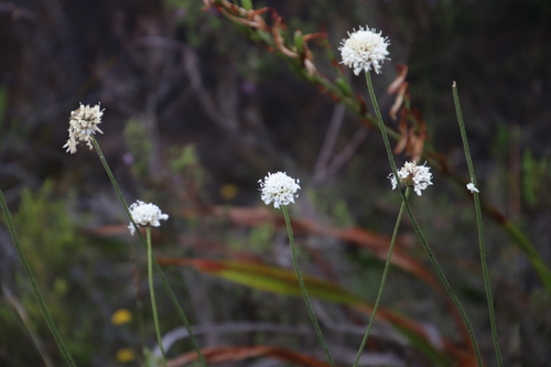 Cephalaria rigida (Cephalaria rigida)