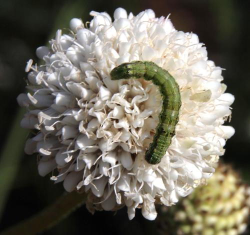 Cephalaria rigida (Cephalaria rigida)