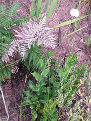 Cephalaria rigida (Cephalaria rigida)