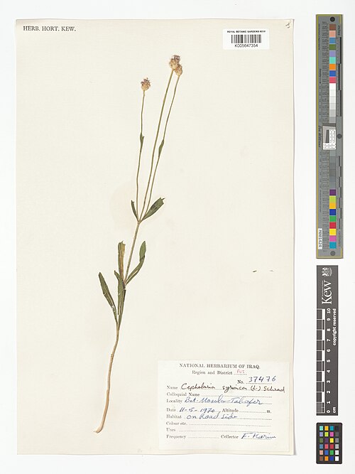 Syrian cephalaria: Cephalaria syriaca — Herbarium specimen from Region and District FUJ; [Bet. Mosul & Tal-afer], Iraq. Collected by Karim, F. (1970-05-11). Recorded in GBIF occur