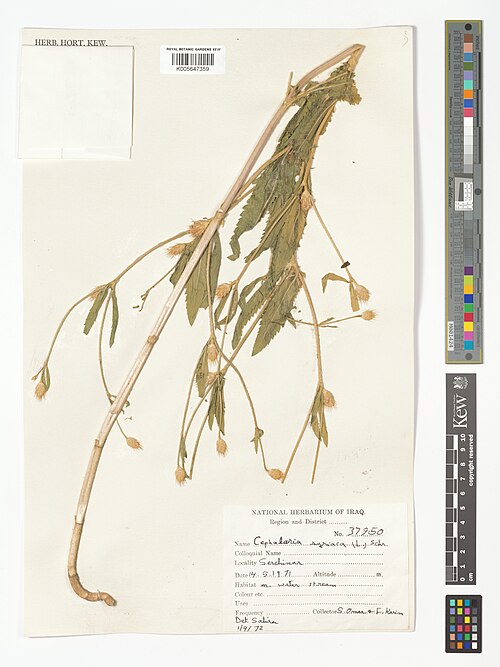 Syrian cephalaria: Cephalaria syriaca — Herbarium specimen from Serchinar, Iraq. Collected by Omar, S.; Karim, F. (1971-05-14). Recorded in GBIF occurrence 5028662044 .