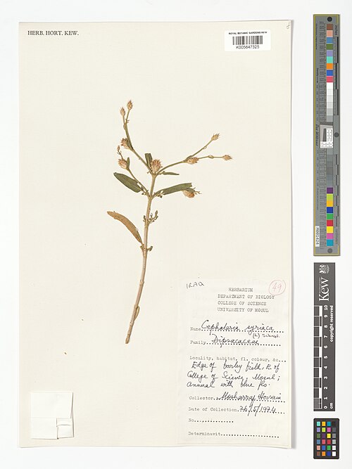 Syrian cephalaria: Cephalaria syriaca — Herbarium specimen from Edge of barley field, to of College of Science, Mosul, Iraq. Collected by Hossain, M. (1974-05-26). Recorded in GBI