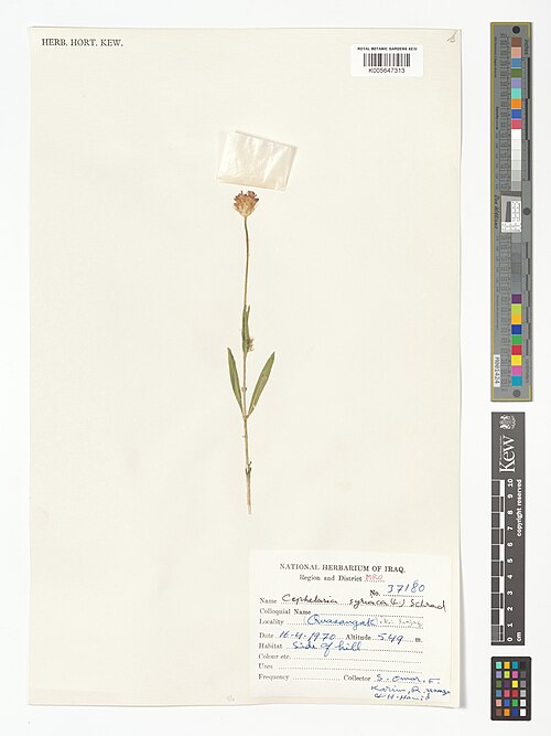 Syrian cephalaria: Cephalaria syriaca — Herbarium specimen from Region and District MRO; [(Quasangak)], Iraq. Collected by Omar, S.; Karim, F.; Hamza, R.; Hamid, H. (1970-04-16). 