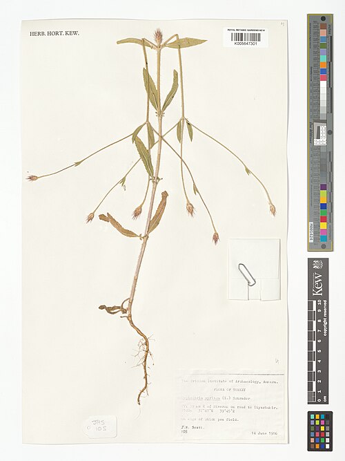 Syrian cephalaria: Cephalaria syriaca — Herbarium specimen from [B7], 39 km E of Siverek on road to Diyarbakir., Türkiye. Collected by Scott, J.H. (1986-06-14). Recorded in GBIF o