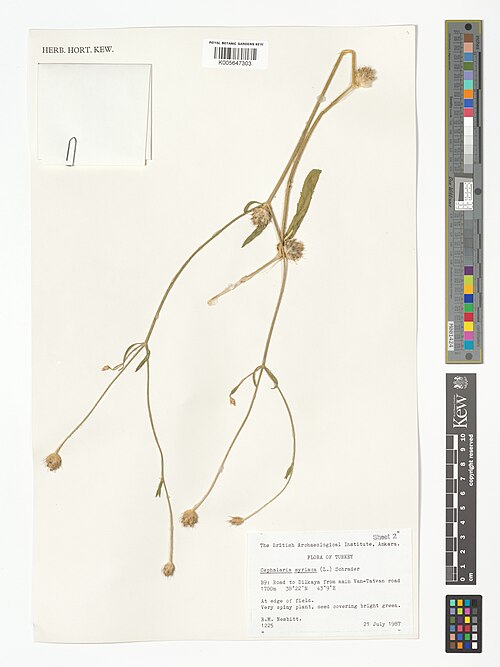 Syrian cephalaria: Cephalaria syriaca — Herbarium specimen from B9, Road to Dilkaya from main Van-Tatvan road, Türkiye. Collected by Nesbitt, R.M. (1987-07-21). Recorded in GBIF o