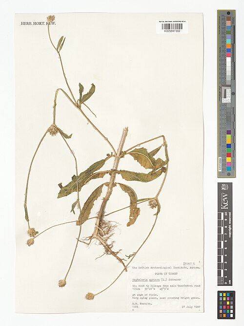 Syrian cephalaria: Cephalaria syriaca — Herbarium specimen from B9, Road to Dilkaya from main Van-Tatvan road, Türkiye. Collected by Nesbitt, R.M. (1987-07-21). Recorded in GBIF o
