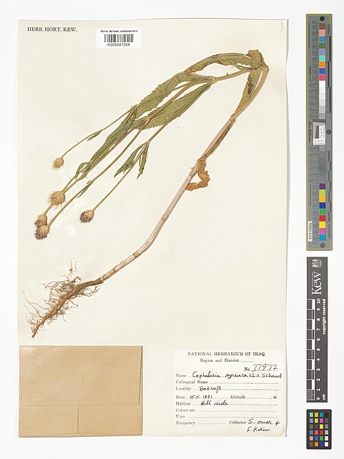Syrian cephalaria: Cephalaria syriaca — Herbarium specimen from Bakrajo, Iraq. Collected by Omar, S.; Karim, F. (1971-05-15). Recorded in GBIF occurrence 5028690932 .