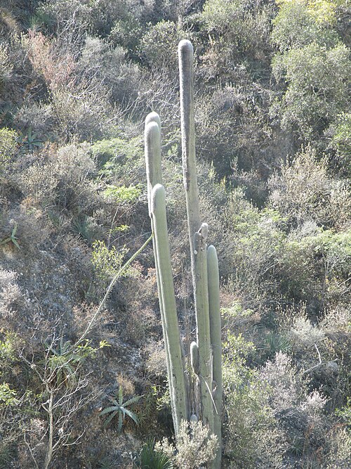 Old man cactus: Metztitlan towards Pachuca, Hidalgo