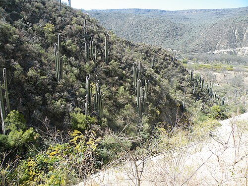Old man cactus: Metztitlan towards Pachuca, Hidalgo