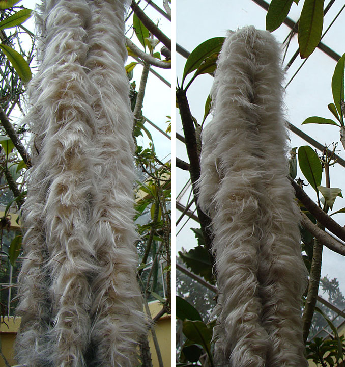 Old man cactus: Two sections of a spectacular example of the Mexican Oldman Cactus at the Bogota Botanical Gardens. In context at www.dixpix.ca/meso_america/Flora/cacti/index.h