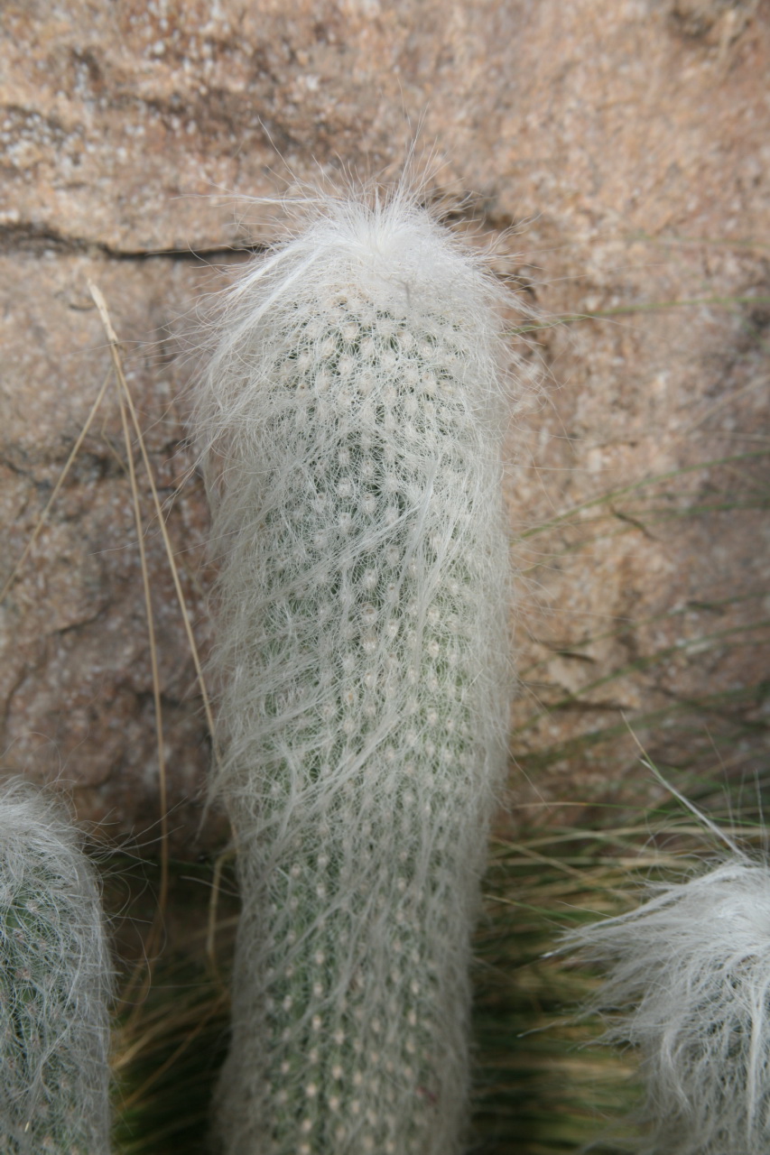 Old man cactus: Old Man Cactus