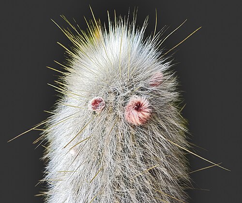 Old man cactus: Cephalocereus senilis - flower buds