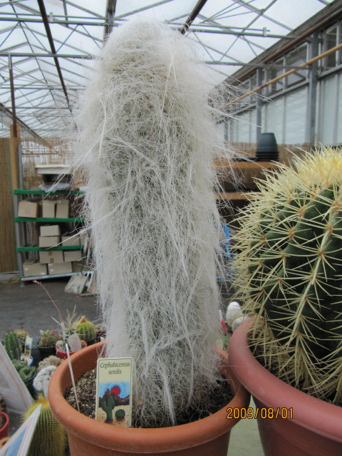 Old man cactus: Old Man Cactus. Next to it is an Echinocactus grusonii. From Wikipedia - Cephalocereus senilis (Old Man Cactus) is a species of cactus native to Guanajuato and