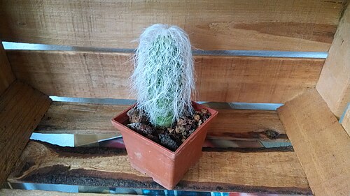 Old man cactus: Especie de cactus endémica de México.