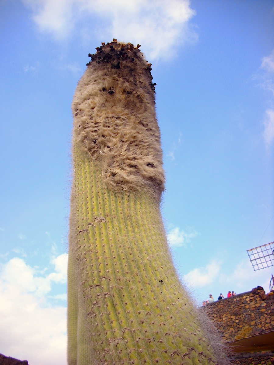 Old man cactus: Cephalocereus senilis