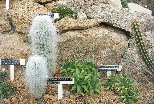 Old man cactus: Liberec Botanical Garden.