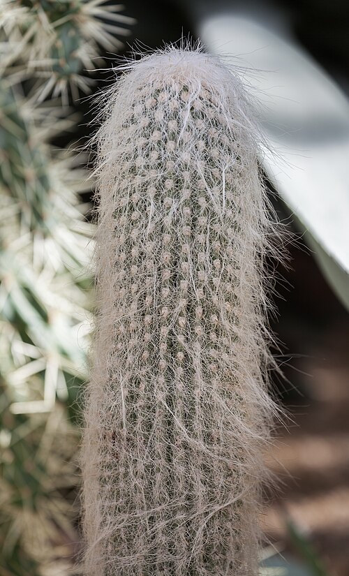 Old man cactus: Old Man Cactus ( Cephalocereus senilis ), Munich Botanical Garden, Germany