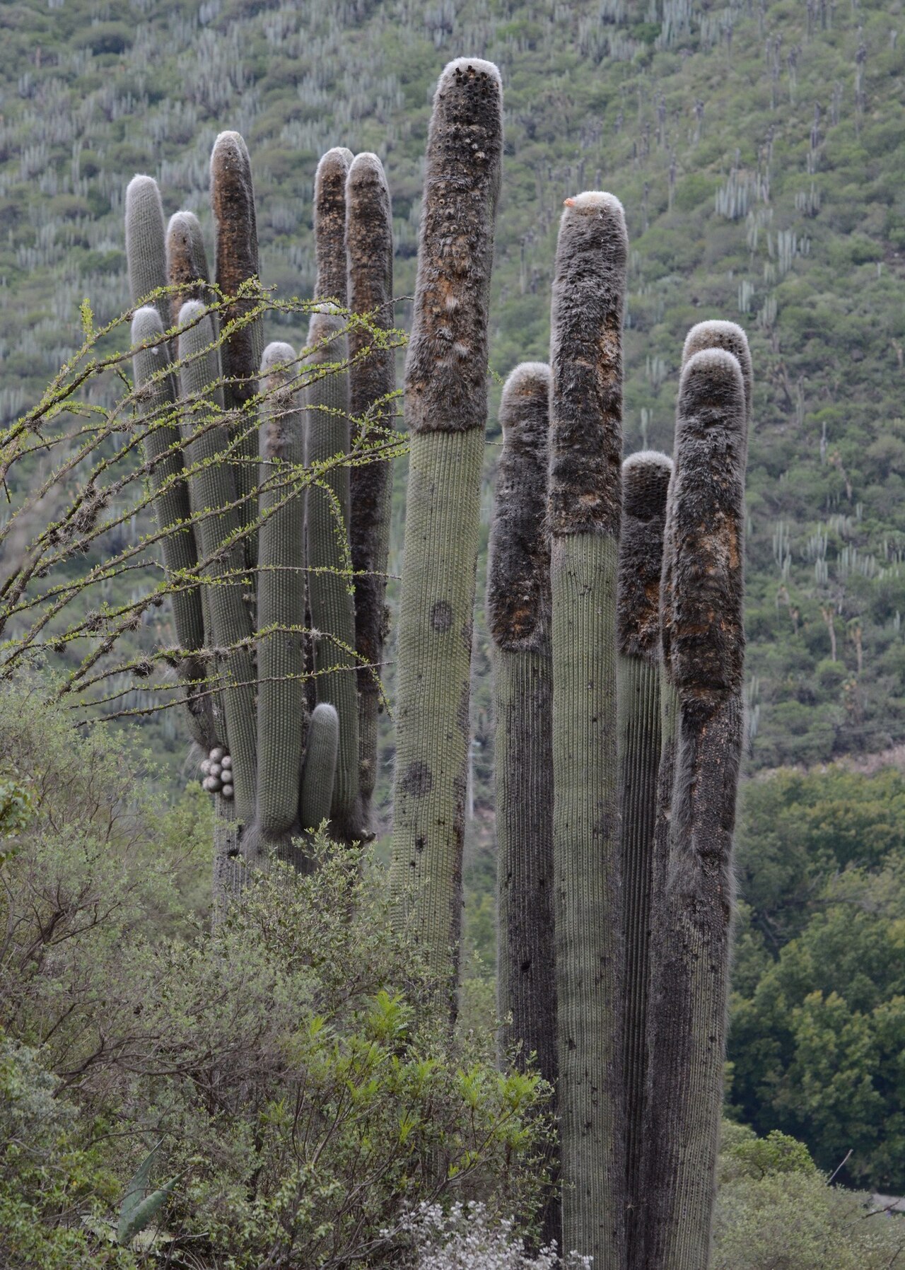 Old man cactus: Old man cactus ( Cephalocereus senilis ) in Mexico