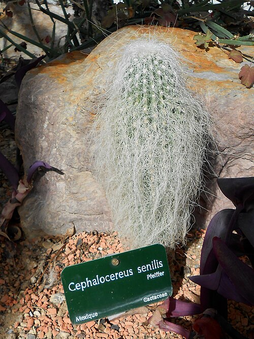 Old man cactus: Jardin des Plantes de Paris - Cephalocereus senilis