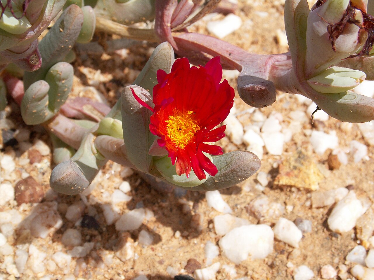 Cephalophyllum alstonii: Unidentified Aizoaceae, Succulent Karoo, Quartz fields in the Knersvlakte, Landscapes of South Africa, Matzikama Local Municipality, West Coast District Municip