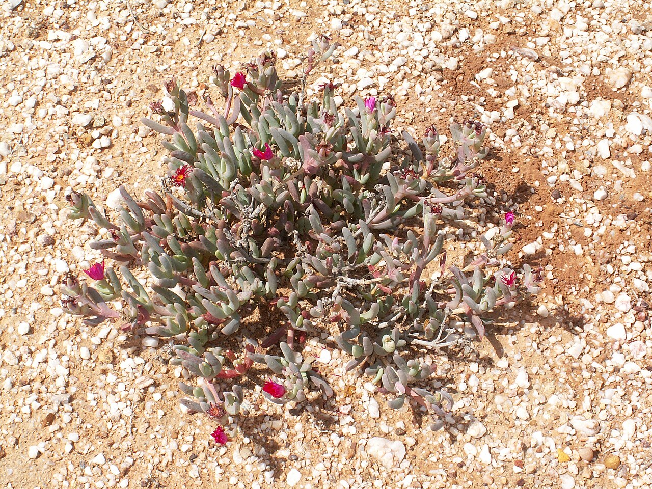 Cephalophyllum alstonii: Unidentified Aizoaceae, Succulent Karoo, Quartz fields in the Knersvlakte, Landscapes of South Africa, Matzikama Local Municipality, West Coast District Municip
